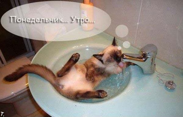 понедел1.jpg