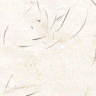 Arici